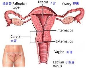 三代试管婴儿,子宫内膜厚度,胚胎移植