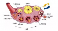 供卵试管婴儿移植后为什么需要黄体支持？