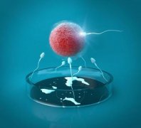 试管婴儿只要卵泡发育成熟了就能受孕吗？