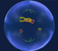 染色体小插曲，籽多多助你迎接健康小生命！